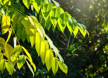 Green leaves of a bird cherry with blurred background in sunset light. Close-up nature view of green...