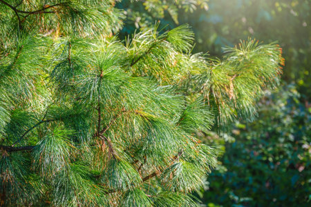 Cedar branches with long fluffy needles with a beautiful blurry background. Pinus sibirica, or...