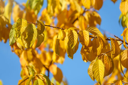 Branches with yellow leaves in the autumn park on blue sky background. Nature backgroundの写真素材