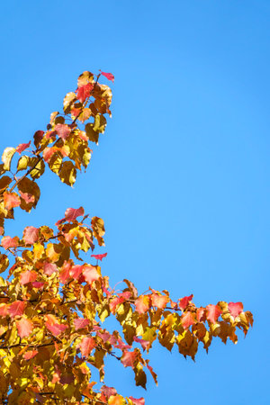 Apple tree branches with yellow leaves in autumn against a blue sky. Bright yellow and orange autumn...