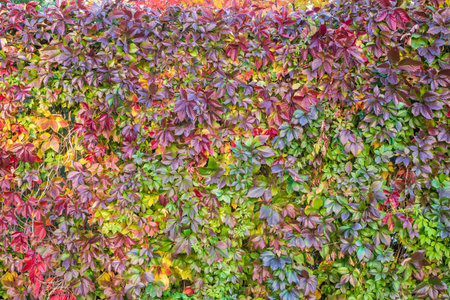 Background from orange, red and yellow leaves in the autumn park. Nature background