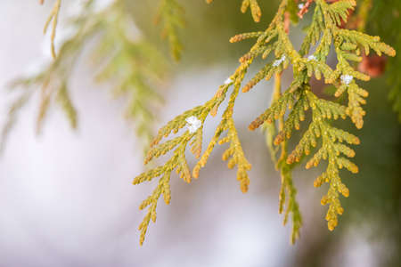 Snow on green thuja branches in the sunlight. Green branches of a thuja tree covered with white snow in the sunlight. Natural winter backgroundの写真素材