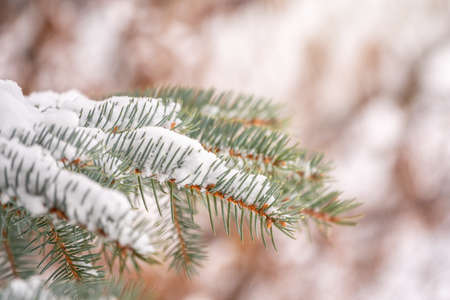 Fir branch with needles is covered with snow in the sunset light Spruce branch in the rays of the sun.の写真素材