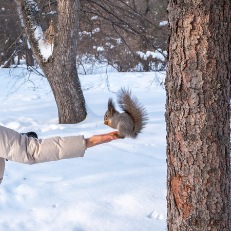 Girl feeds a squirrel with nuts at winter. Squirrel eats nuts from the girls hand. Caring for...