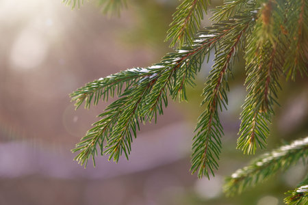 Green fir branches in winter at sunset. Branches of fir tree as background, closeup. Christmas...