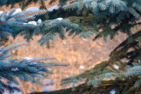 The frame from Snow-covered branches of blue spruce with needles in the sunset light. The blue...