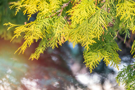Snow on green thuja branches in the sunlight. Natural backgroundの写真素材