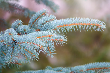 Branches of blue spruce with needles in the sunset light. Fir branch in the rays of the sun. The...