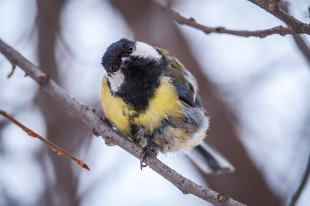 Cute bird Great tit, songbird sitting on a branch without leaves in the autumn or winter. Parus...