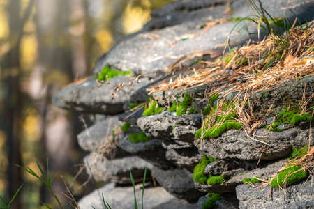 A layered rocky cliff wall in the autumn forest. Nature background. Golden autumn colors.の写真素材