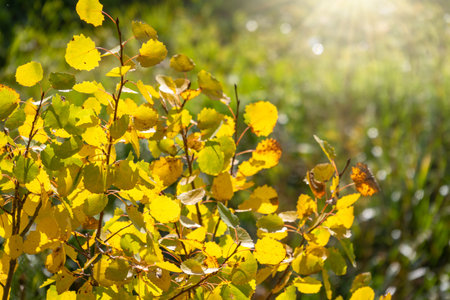 Birch branches with yellow leaves in autumn, in the light of sunset. Dry autumnal leaves background,...