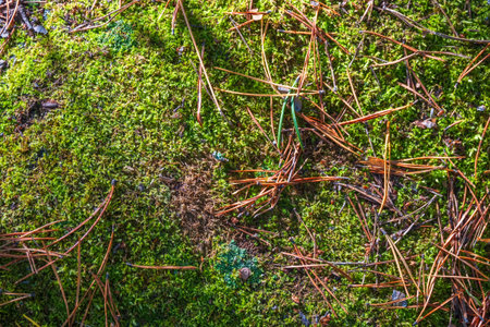 Fluffy soft green moss in the forest. Sofackground image.