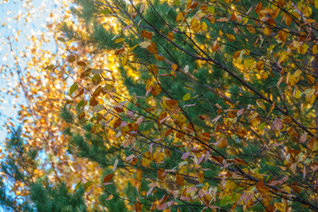 Branches with orange, green and yellow leaves in the autumn park. Dry autumnal leaves background,...
