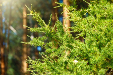 Larch branches in autumn on green and yellow leaves background. Autumn natural background