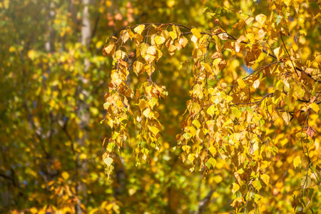 Birch branches with yellow leaves in autumn, in the light of sunset. Dry autumnal leaves background,...