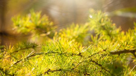 Larch branches in autumn on green and yellow leaves background. Autumn natural background