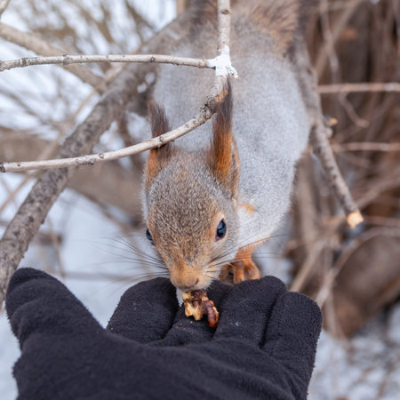Squirrel eats nut from a man's hand in winter. Eurasian red squirrel, Sciurus vulgaris