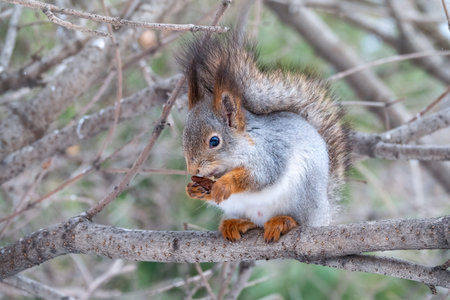 The squirrel with nut sits on tree in the winter or late autumn. Eurasian red squirrel, Sciurus...