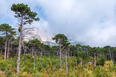 Green pine forest on the mountainside. High rocky mountains with forested slopes and peaks hidden in the clouds. Heavy fog in the mountains on a cloudy day.の写真素材