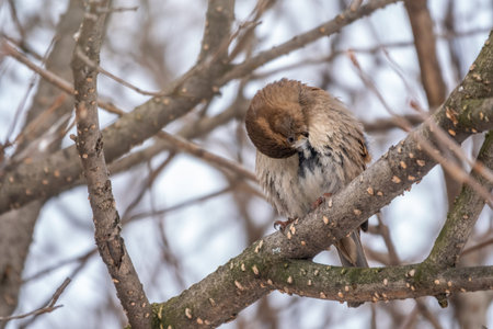 Sparrow bird cleans feathers on a tree branch in winter or late autumn. Sparrow sits on a branch without leavesの写真素材