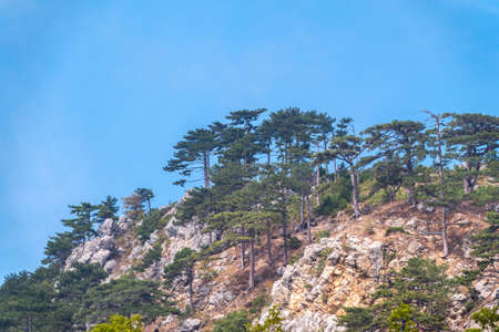 High rocky mountains on blue sky background. Green pine forest on the mountainside. Mountain ranges with green and rocky slopes.の素材 [FY310158507385]