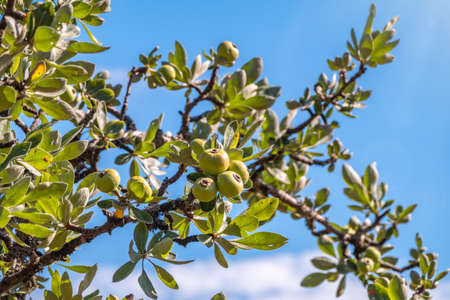 Wild pear in the mountains, on blue sky background. The fruits of wild pear. Wild fruit tree in the mountainsの写真素材