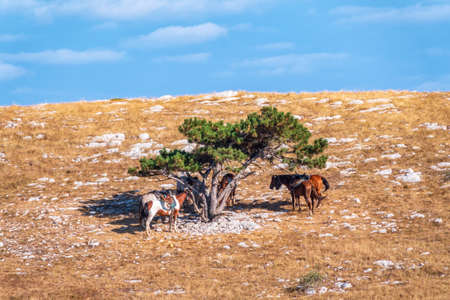 Autumnal landscape with lhorses under lonely pine tree. Horses in the autumn steppe under a lonely tree. Blue sky backgroundの写真素材