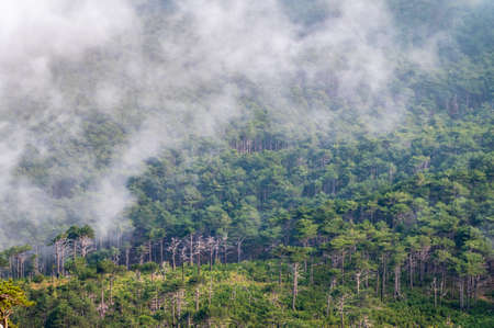 Thick green forest on a hillside in the evening mist. Green mountain forest in sdense fog. Cloudy weather in the mountain forest. Trees in the fog.の写真素材