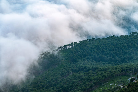 Thick green forest on a hillside in the evening mist. Green mountain forest in sdense fog. Cloudy...