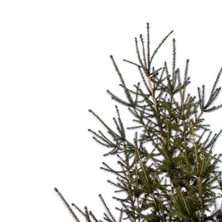 Green pine branches with needles against a bright white sky. Copy space backgroundの写真素材