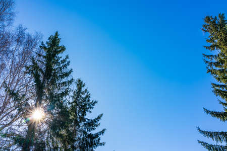The tops of birches and fir trees on a clear winter day against the blue sky with sun. Copy space backgroundの写真素材