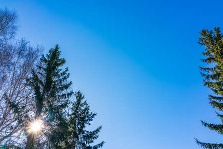 The tops of birches and fir trees on a clear winter day against the blue sky with sun. Copy space backgroundの写真素材