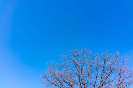 The top of oak tree on a clear winter day against the blue sky background. Copy space backgroundの写真素材