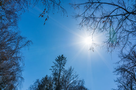 The tops of birches and fir trees on a clear winter day against the blue sky with sun. Copy space...