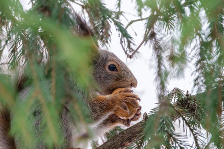 The squirrel with nut sits on a fir branches in the winter or late autumn. Eurasian red squirrel,...