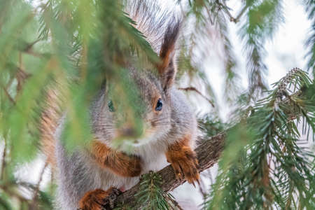 The squirrel with nut sits on a fir branches in the winter or late autumn. Eurasian red squirrel, Sciurus vulgaris.の写真素材