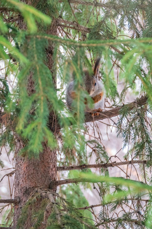 The squirrel with nut sits on a fir branches in the winter or late autumn. Eurasian red squirrel,...