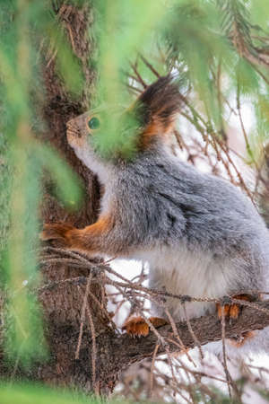 The squirrel with nut sits on a fir branches in the winter or late autumn. Eurasian red squirrel, Sciurus vulgaris.の写真素材