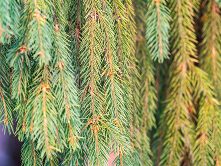 Green fir branches in winter at sunset. Branches of fir tree as background, closeup. Christmas...