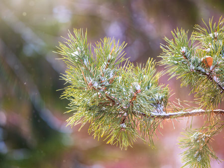 Close-up of Christmas pine fir tree branches background. Background of Christmas tree branches.
