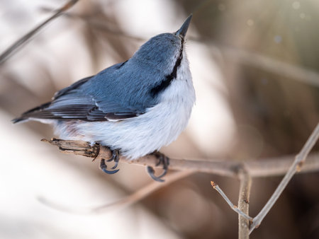 Eurasian nuthatch or wood nuthatch, lat. Sitta europaea, sitting on a tree branch with a blurred background. Gray and Orange colored small bird with a black eyestripe.の写真素材
