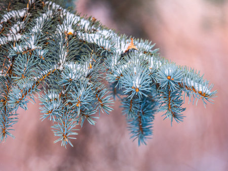 Snow-covered branches of blue spruce with needles in the sunset light. Fir branch in the rays of the...