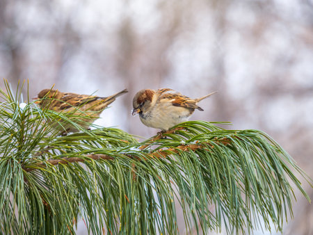 Sparrow sits on a Cedar branch in the sunset light. Sparrow on a fir branch in the autumn or winterの写真素材