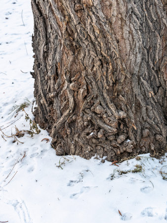 Relief texture of the brown bark of a tree with green moss on it. Texture of the bark of an old...