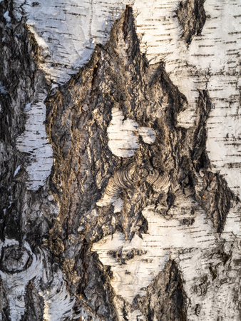 The texture of the birch bark. Birch bark backgroundの写真素材