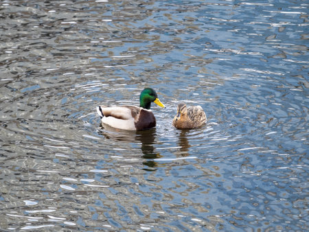 A couple of mallard ducks swims in the river. Mallard ducks, latin name Anas platyrhynchos, male and femaleの写真素材