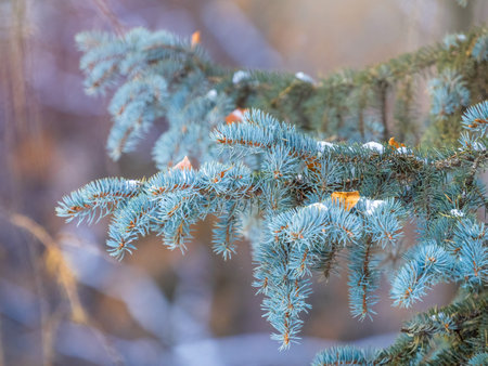 Branches of blue spruce with needles in the sunset light. Fir branch in the rays of the sun. The blue spruce, Colorado spruce, or Colorado blue spruce, with the Latin name Picea pungens.の写真素材