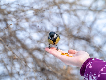 Girl feeds a tit from a palm. A bird sits on a woman's hand and eats seeds. Caring for animals in winter or autumn.の写真素材