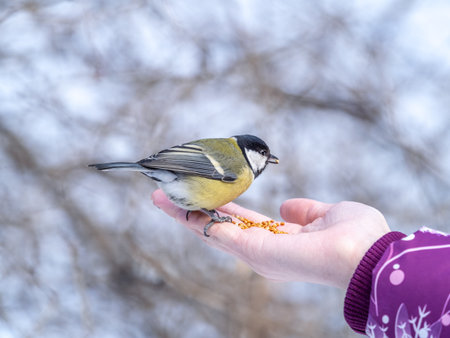 Girl feeds a tit from a palm. A bird sits on a woman's hand and eats seeds. Caring for animals in winter or autumn.の写真素材