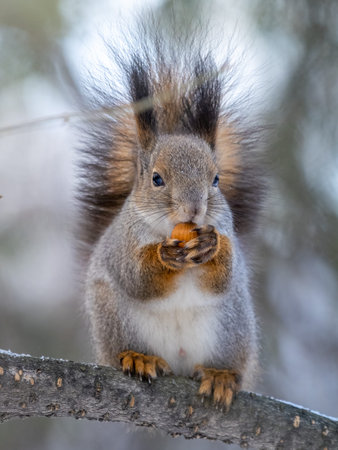 The squirrel with nut sits on tree in the winter or late autumn. Eurasian red squirrel, Sciurus...